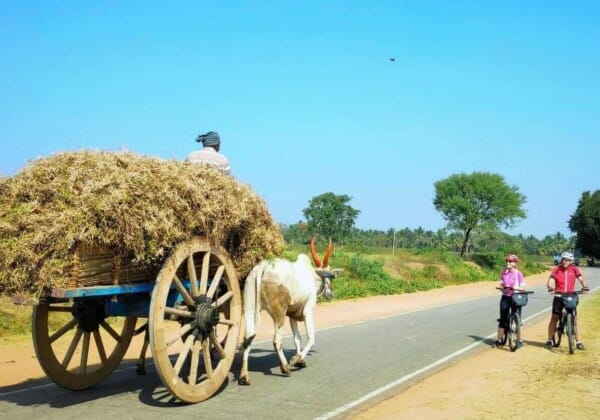 A rural scene with a traditional ox-drawn cart filled with hay, along a paved road. In the background, there are cyclists riding their bikes. The landscape is lush with green trees and vegetation, under a bright blue sky.