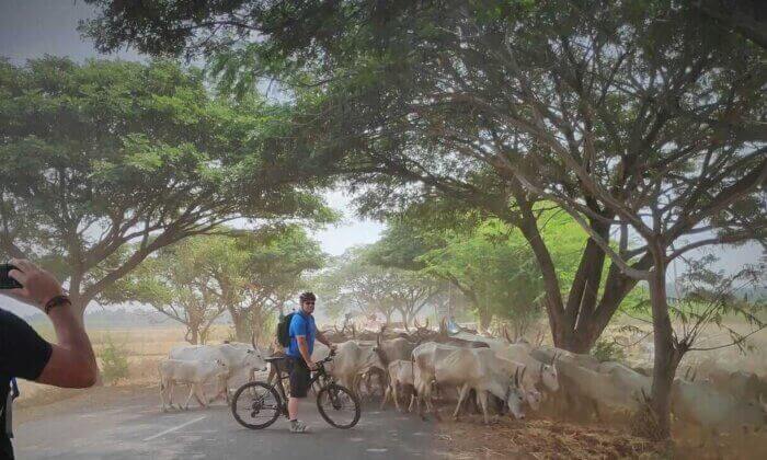 A man on a bike riding down a road with cows in the background.