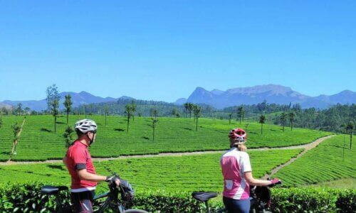 Two people on bicycles in front of a tea plantation, Valparai, South India