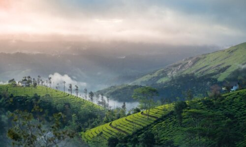 Tea Plantations Munnar