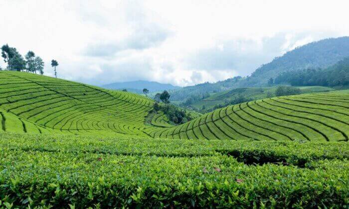 Tea Plantations Munnar