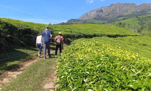 A panoramic view of the tea plantations in Munnar, Kerala, with meticulously arranged rows of tea bushes stretching over rolling hills, representing the region's famous tea industry.