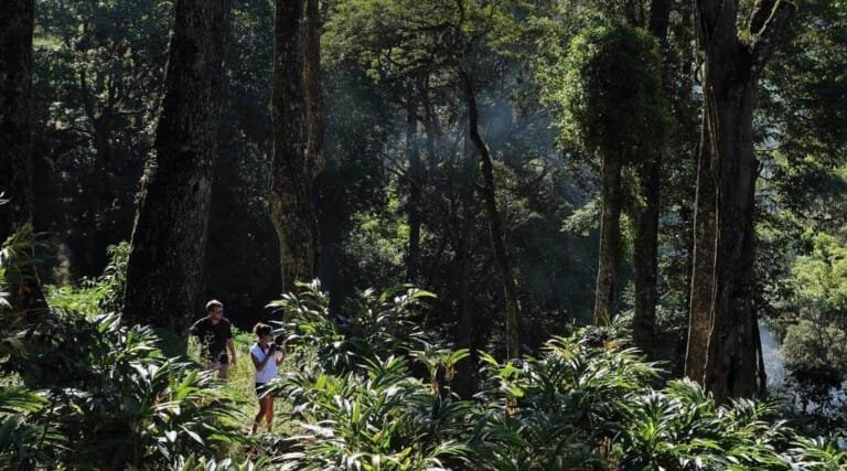 Exploring the Cardamom forest in Munnar, enjoying the serene atmosphere filled with trees and lush vegetation.
